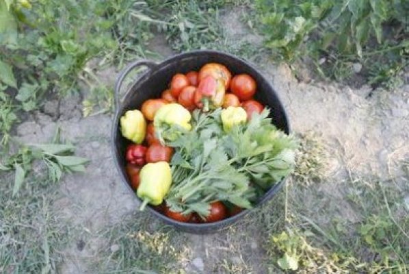 APIA dă startul la creditele pentru agricultori